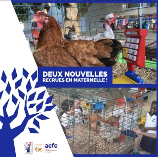 Nouvelles recrues : Des poules en maternelle