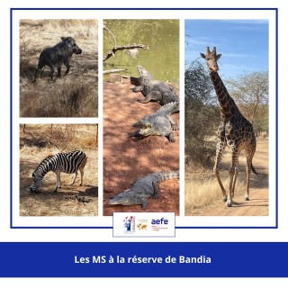 🦒🌿 Sortie nature à la réserve de Bandia pour les Moyennes Sections 🌿🦏